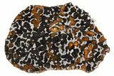 Polished Pallasite Meteorite ( g) Slice - NWA #301168-1